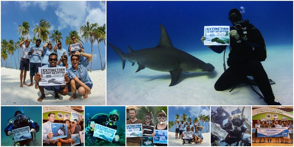 Photo collage of CITES CoP16 - Divers Extinction is NOT an Option