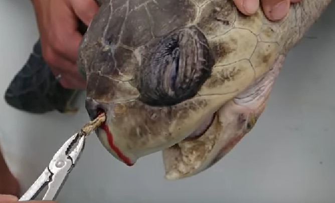 Turtle with Straw Stuck in Nose